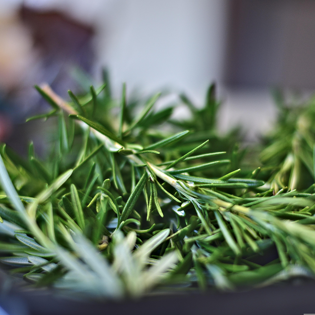 Rosemary Extract: A Natural Antioxidant and Health Supplement